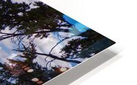 Between the Firs HD Metal print