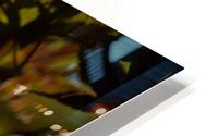 Maple HD Metal print