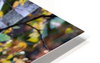 Fall Aspen HD Metal print