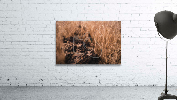 Natural Progression Wall Preview