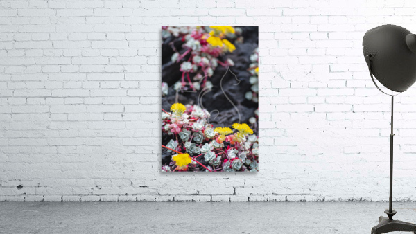 Succulent Colors Wall Preview