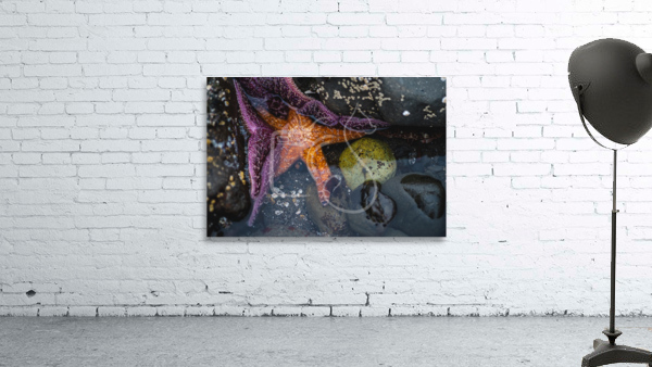 Starry Eyed Wall Preview