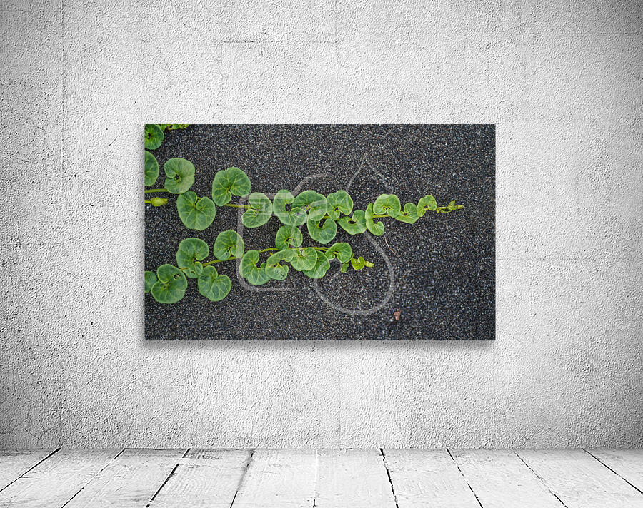 Beach Morning Glory Wall Preview