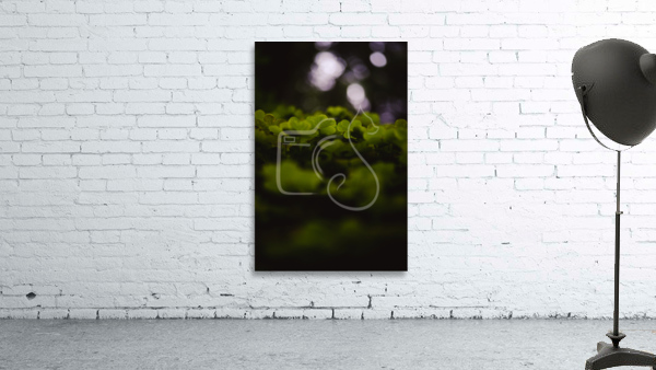 Canopy Wall Preview