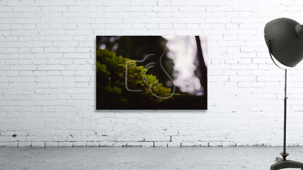 Light Up My Leaf Wall Preview