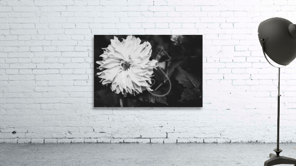 Monochromatic Petals Wall Preview