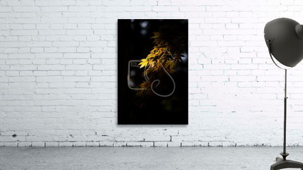 Sunlit Wall Preview