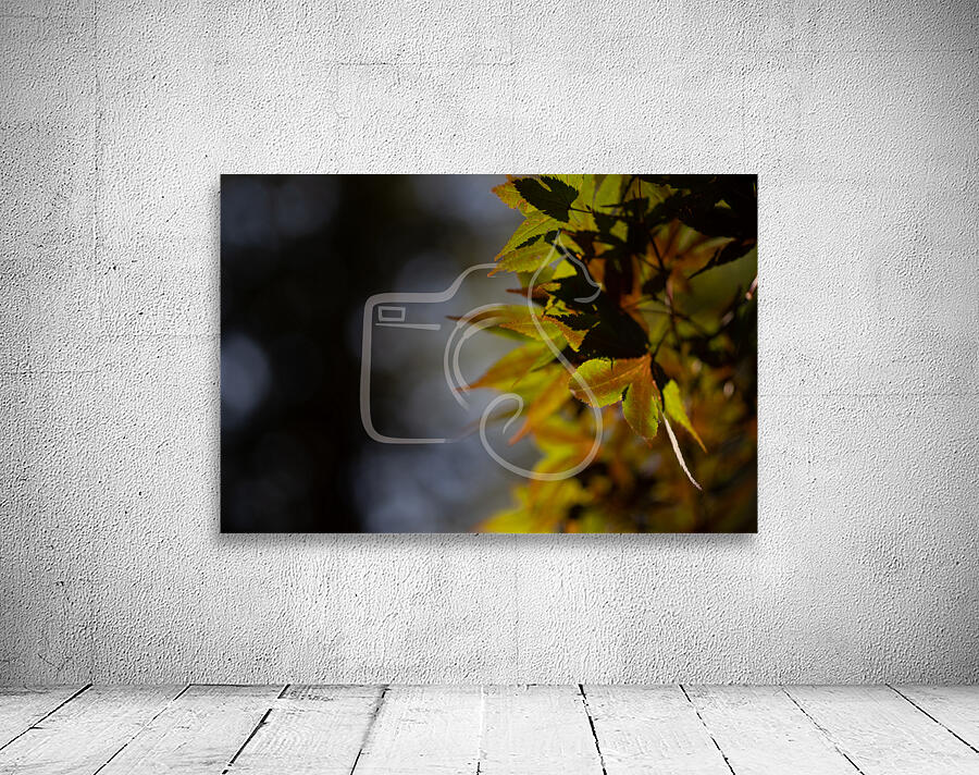 Maple Wall Preview