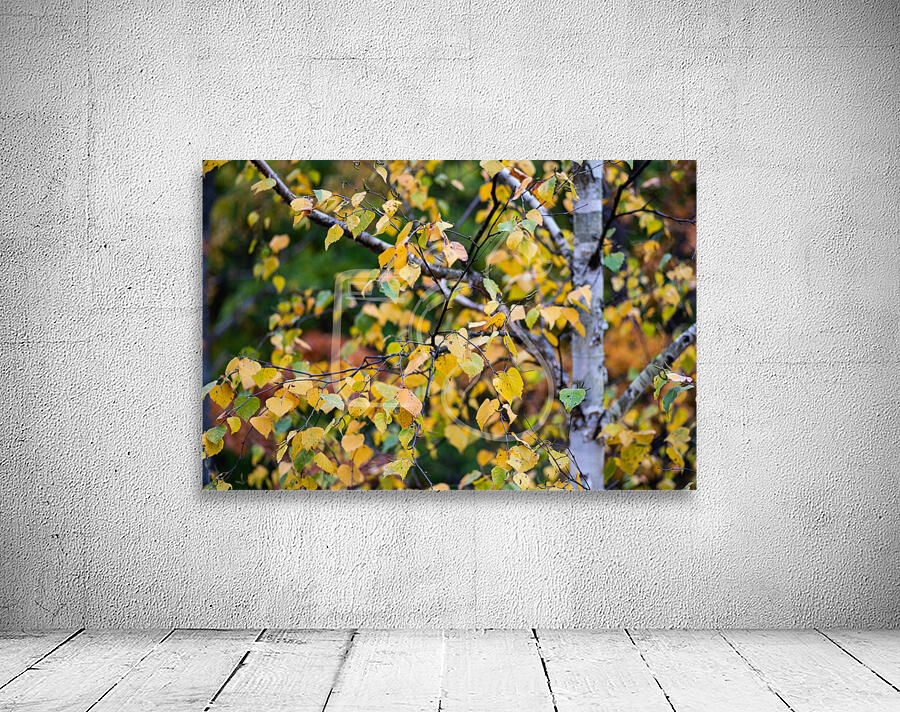 Fall Aspen Wall Preview
