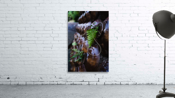 Ferns Wall Preview