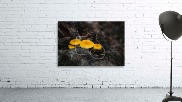 Yellow Delight Wall Preview