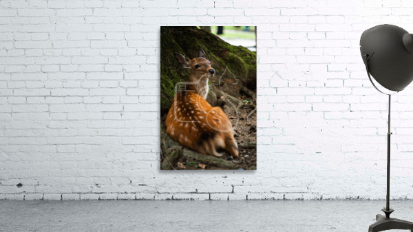 Stare Wall Preview