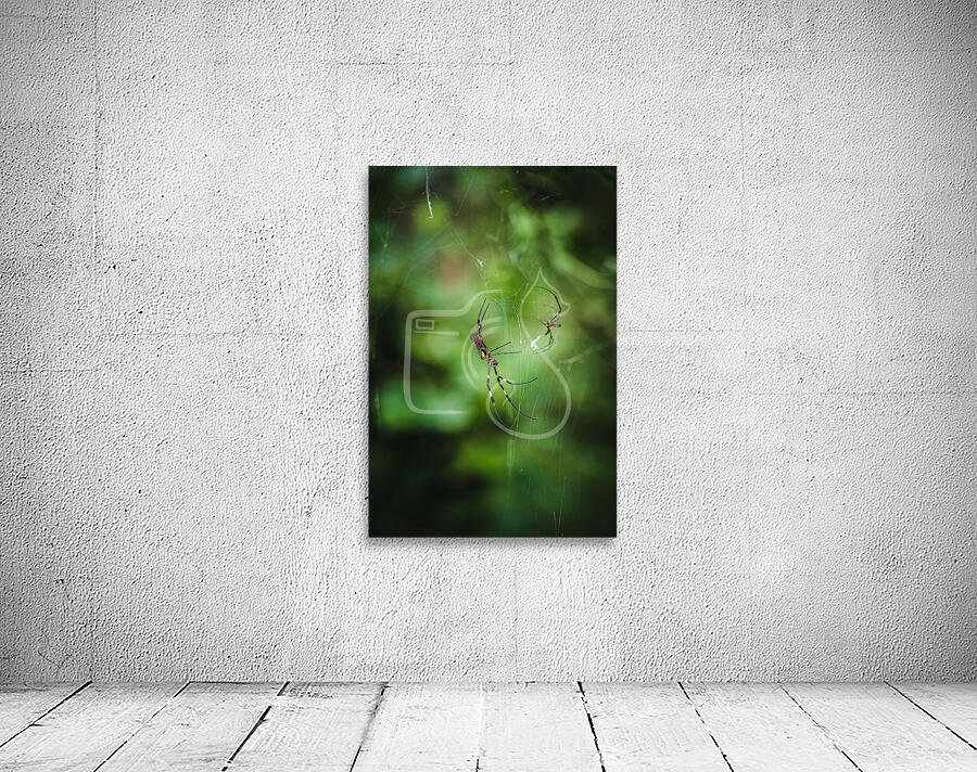 Joro Wall Preview