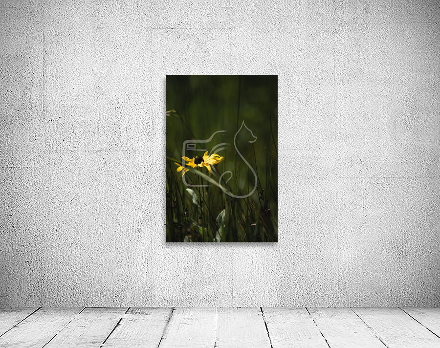 Rudbeckia Wall Preview