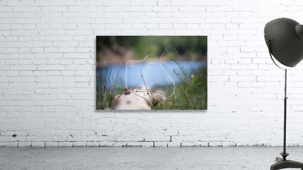 Lake View Wall Preview