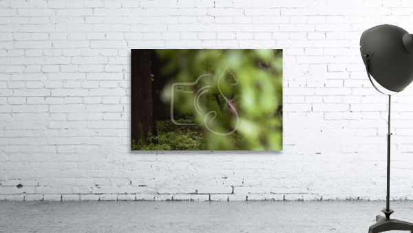 Hidden in the Trees Wall Preview