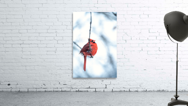 Wintering Cardinal  Wall Preview