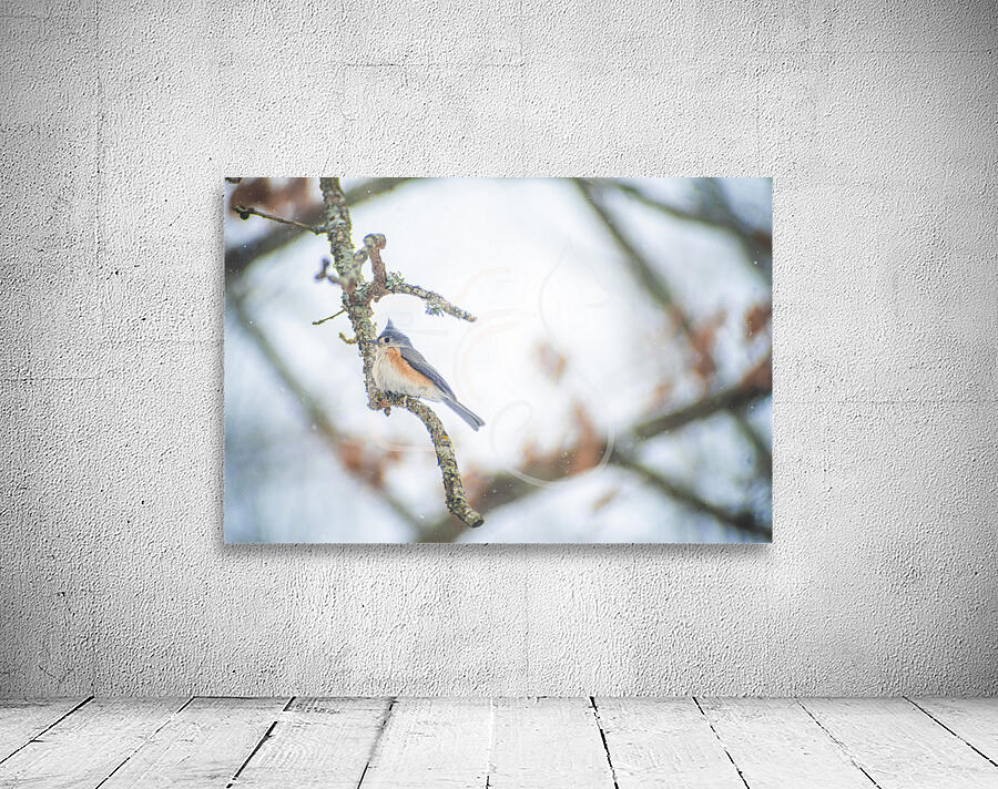 Tufted Titmouse Wall Preview