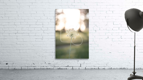 Queen Annes Sunshine Wall Preview