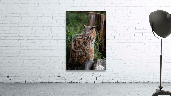 Horned Owl Wall Preview
