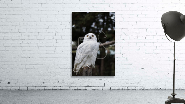 Snowy Owl Wall Preview