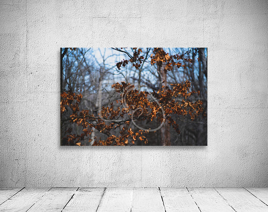 Fall Colors Wall Preview