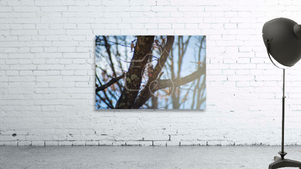 Eastern Grey Squirrel Wall Preview