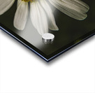 Daisy  Acrylic print