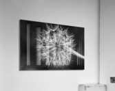 Dandelion  Acrylic Print