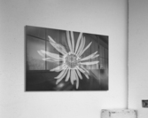 Wildflower B&W Acrylic Print