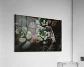 Succulents 2 Acrylic Print