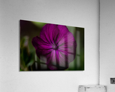 Floral Acrylic Print