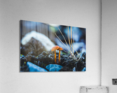 Fun Guys Acrylic Print