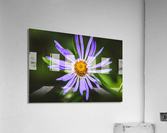 Wildflower Acrylic Print