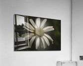 Daisy  Acrylic Print