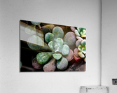 Succulents Acrylic Print