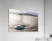 Sand dollar Acrylic Print