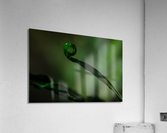 Spider Fern Acrylic Print
