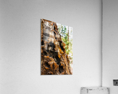 Bark Acrylic Print