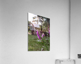 Foxglove Acrylic Print
