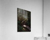 Rainforest Boardwalk Acrylic Print