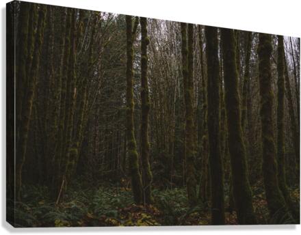Englishman River Forest Canvas Print