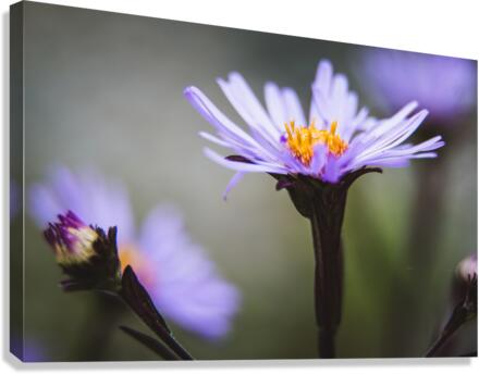 Purple Wildflowers Canvas Print