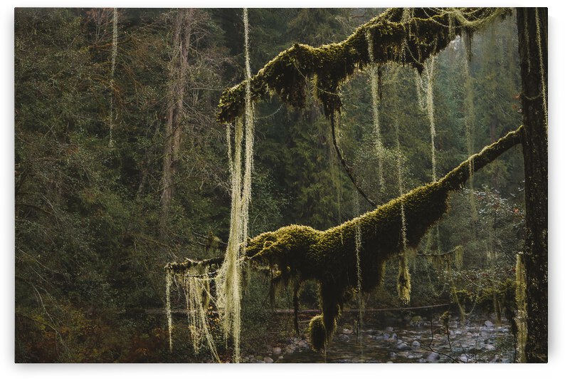 Old mans beard by Latitude 49 Photography