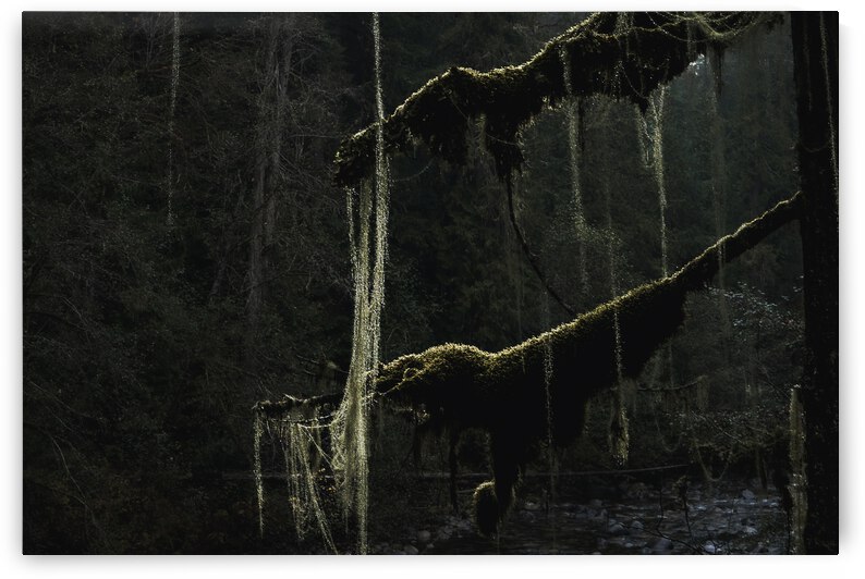 Old mans beard - dark by Latitude 49 Photography