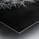 Dandelion  Metal print