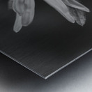 Wildflower B&W Metal print