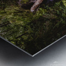 Nile Creek Metal print