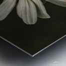 Daisy  Metal print