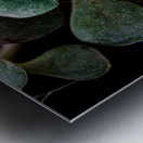 Succulents Metal print